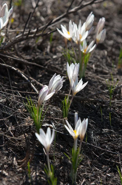 Snowdrop Widely Cultivated Bulbous European Plant Bears Drooping White Flowers — Stock Photo, Image