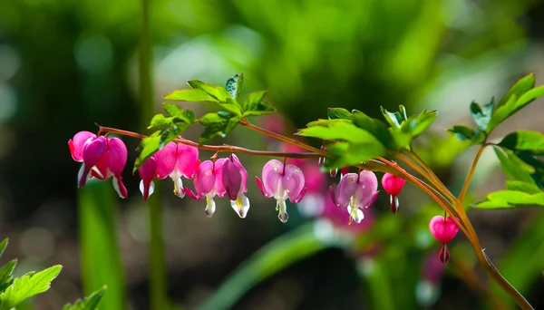 Lamprocapnos Spectabilis Bleeding Heart Asian Bleeding Heart Dutchman Breeches Lyre — Stock Photo, Image