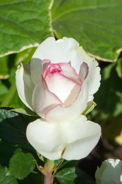 Rose Buisson Arbuste Épineux Qui Porte Typiquement Des Fleurs Rouges — Photo