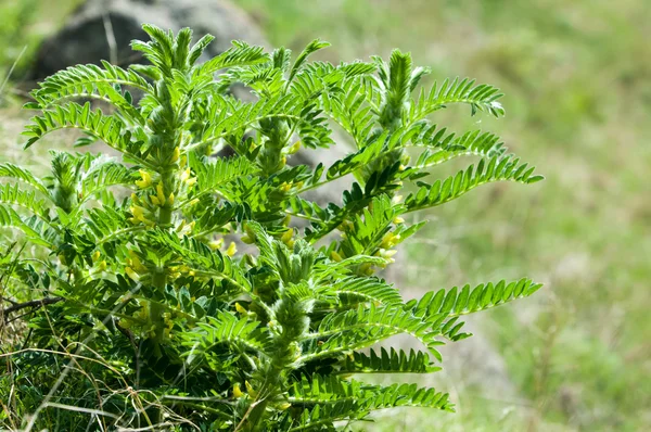 Astragalus Milkvetch Getost Thorn Vine Liknande Astragalus Sieversianus Kazakstan Tien — Stockfoto