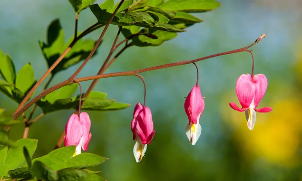 Lamprocapnos Spectabilis Bleeding Heart Asian Bleeding Heart Dutchman Breeches Lyre — Stock Photo, Image