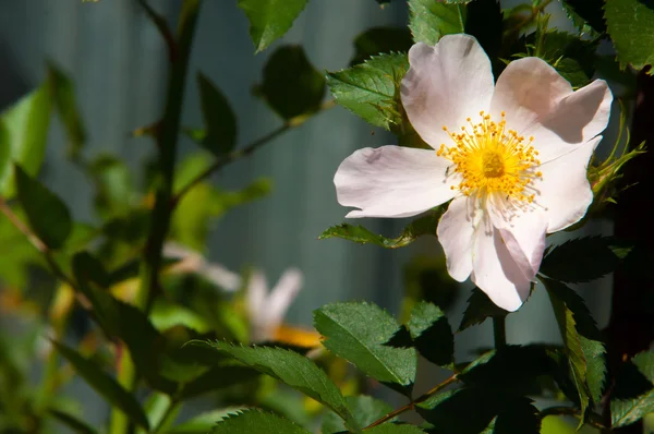 狗蔷薇 白头到老 溃疡病玫瑰 月季花 在山中拍摄到的月季花 — 图库照片