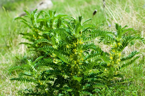 Astragalus Kekers Geitenkaas Thorn Wijnstok Achtige Astragalus Sieversianus Kazachstan Tien — Stockfoto