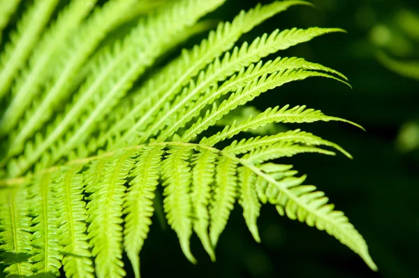 Helecho Frena Una Planta Sin Flores Que Tiene Hojas Plumosas —  Fotos de Stock