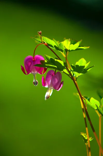 Lamprocapnos Spectabilis Bleeding Heart Asian Bleeding Heart Dutchman Breeches Lyre — Stock Photo, Image