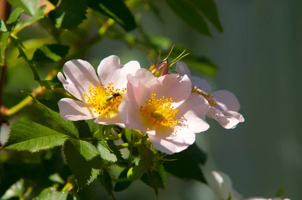 Vadrózsa Briar Brier Üszög Rose Eglantine Rózsaszirom Rózsaszirom Fényképezett Hegyekben — Stock Fotó