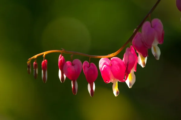 Lamprocapnos Spectabilis Bleeding Heart Asian Bleeding Heart Dutchman Breeches Lyre — Stock Photo, Image