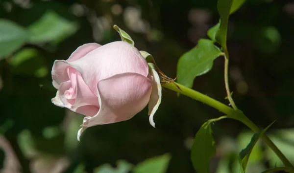 Rosa Arbusto Espinhoso Arbusto Que Tipicamente Ostenta Flores Perfumadas Vermelhas — Fotografia de Stock