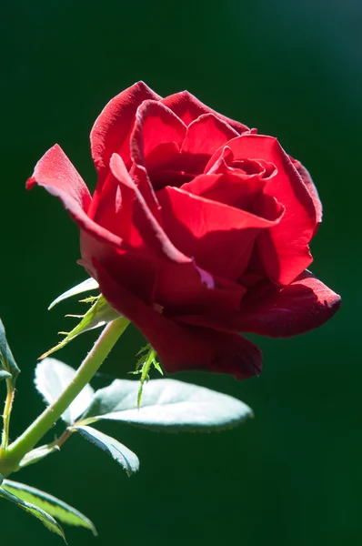 Αυξήθηκε Ένα Ακανθώδης Θάμνος Θάμνος Που Συνήθως Φέρει Κόκκινο Ροζ — Φωτογραφία Αρχείου