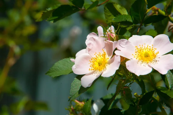 Dog Rose Briar Brier Canker Rose Eglantine Rose Flowers Rose — Stock Photo, Image