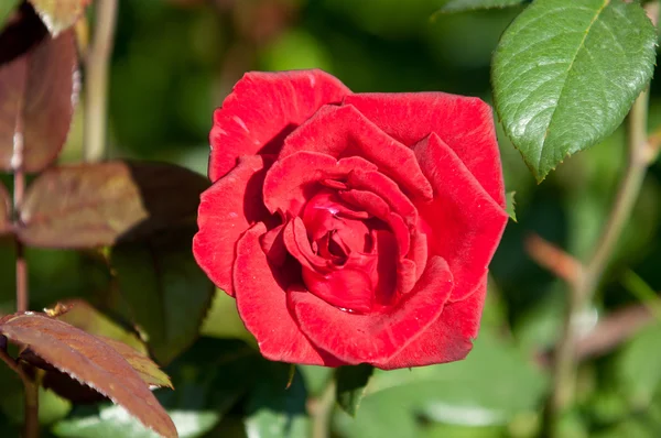 Rose Arbusto Arbusto Espinoso Que Normalmente Lleva Flores Fragantes Rojas —  Fotos de Stock