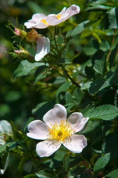 Hund Rose Briar Brier Kräfta Rose Eglantine — Stockfoto