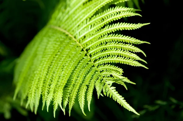 Fern Brake Flowerless Plant Has Feathery Leafy Fronds Reproduces Spores — Stock Photo, Image