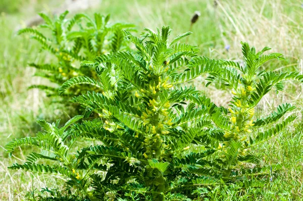 Astragalus Milkvetch Kozi Cierń Jak Winorośli Astragalus Sito — Zdjęcie stockowe