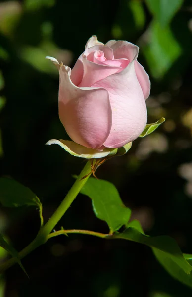 Rose Prickly Bush Shrub Typically Bears Red Pink Yellow White — Stock Photo, Image