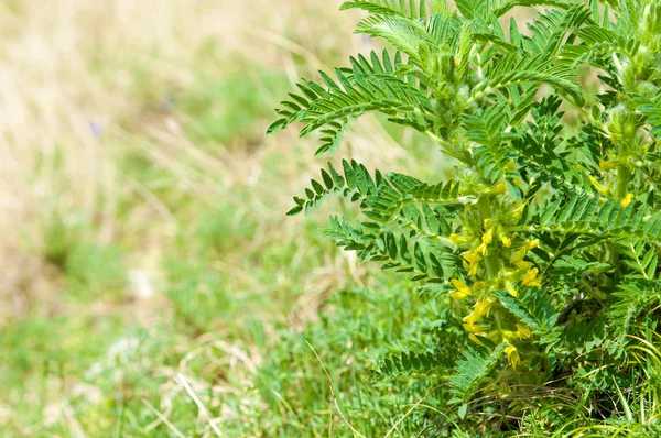 Astragalus Milkvetch Kecsketej Thorn Szőlő Szerű Astragalus Sieversianus Kazahsztán Tien — Stock Fotó