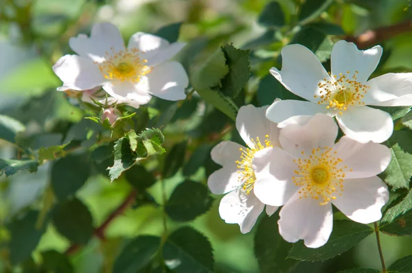 Hund Rose Briar Brier Kräfta Rose Eglantine Rosa Blommor Rosa — Stockfoto