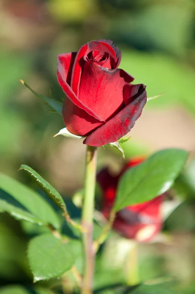 Růže Pichlavé Křoví Nebo Keř Který Nese Obvykle Červené Růžové — Stock fotografie