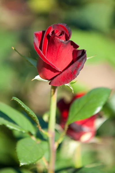 Rosa Cespuglio Spinoso Arbusto Che Porta Tipicamente Fiori Profumati Rossi — Foto Stock