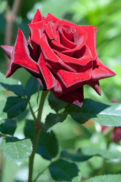 Rosa Cespuglio Spinoso Arbusto Che Porta Tipicamente Fiori Profumati Rossi — Foto Stock