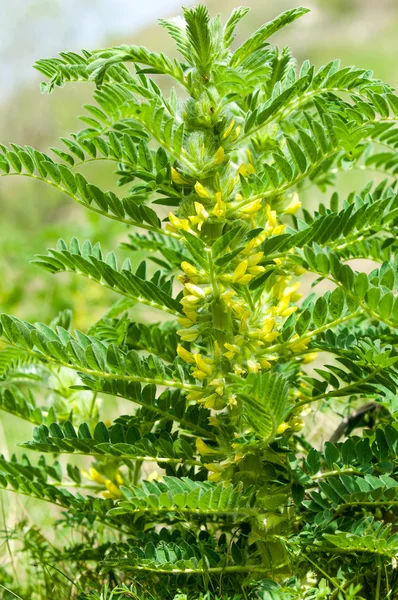 Astragalus Milkvetch Kecsketej Thorn Szőlő Szerű Astragalus Sieversianus Kazahsztán Tien — Stock Fotó