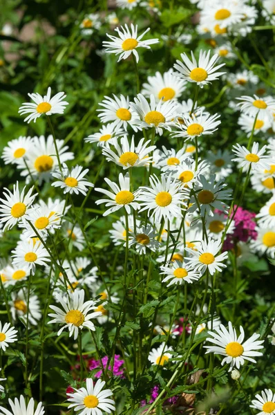chamomile, camomile, chamomel, daisy chain, daisy wheel. an aromatic European plant of the daisy family, with white and yellow daisylike flowers.
