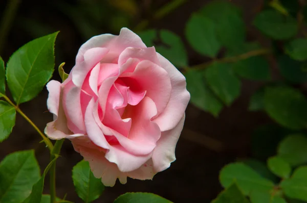 Rose Buisson Arbuste Épineux Qui Porte Typiquement Des Fleurs Rouges — Photo