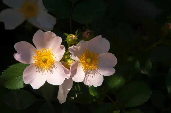 Rosa Perro Briar Brier Canker Rose Eglantina Flores Rosa Flores — Foto de Stock