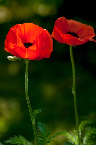 Poppy Herbaceous Plant Showy Flowers Milky Sap Rounded Seed Capsules — Stock Photo, Image