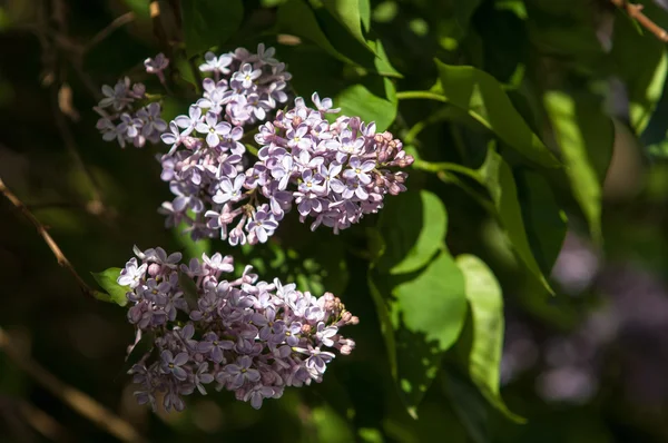 Fiori Lilla Farfalla Coda Rondine Machaon Foto Stata Scattata Nel — Foto Stock