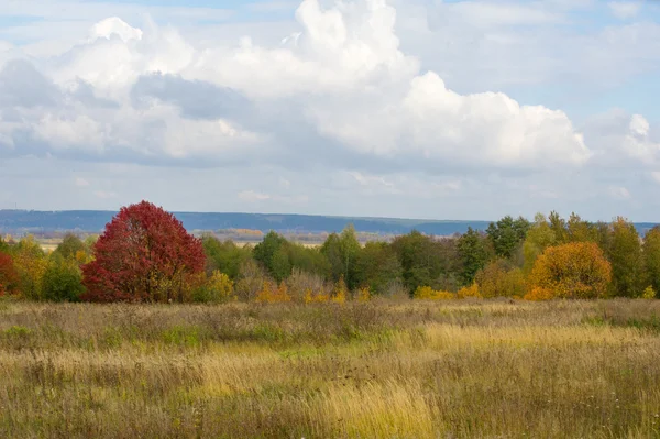 Autumn Fall Leaf Fall Fall Leaf Third Season Year Crops — Stock Photo, Image