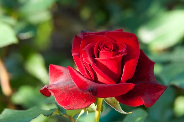 Steg Taggig Buske Eller Buske Som Vanligtvis Bär Rött Rosa — Stockfoto