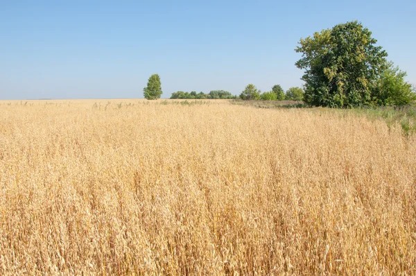 onely ağacı. Tahıl alan. Tataristan Rusya