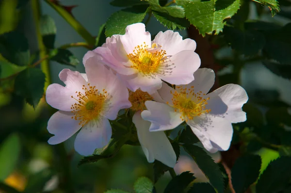 Hundsrose Heckenrose Heckenrose Heckenrose Eglantin Rosenblüten Rosenblüten Den Bergen Fotografiert — Stockfoto