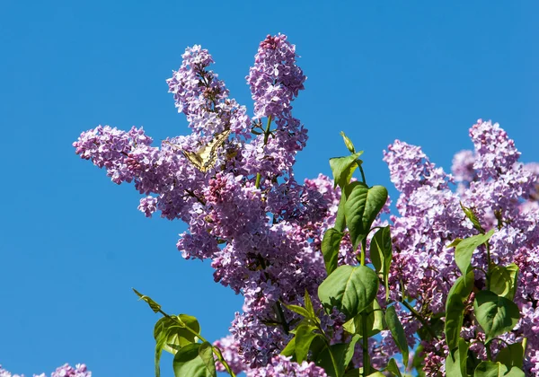 ライラック色の花 アゲハチョウ マカオン 写真は 公園で撮影されました — ストック写真