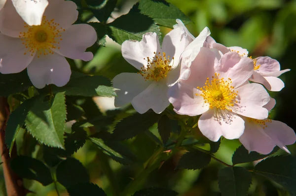 Rosa Perro Briar Brier Canker Rose Eglantina Flores Rosa Flores — Foto de Stock