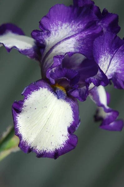 Gladiole Lys Épée Gladiole Heureux Une Plante Ancien Monde Famille — Photo