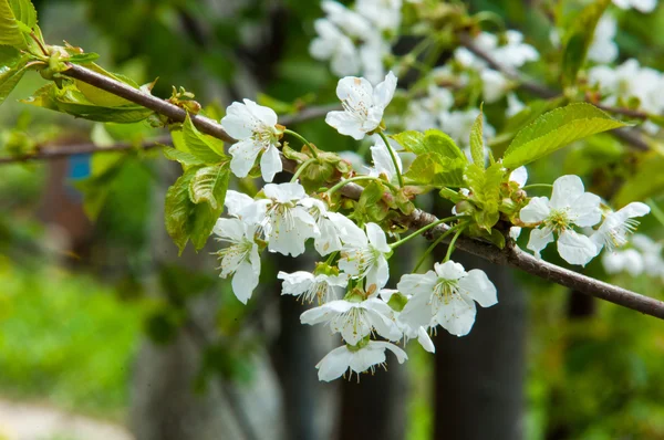 Spring Apple Trees Blossom Flowers Apple White Blooms Blossoming Tree — Stock Photo, Image