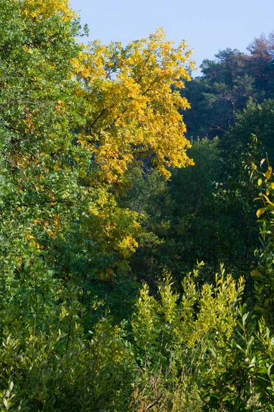 Höst Höst Löv Höst Nedgången Bladet Den Tredje Säsongen Året — Stockfoto