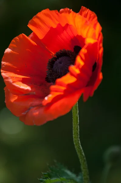 Poppy Herbaceous Plant Showy Flowers Milky Sap Rounded Seed Capsules — Stock Photo, Image