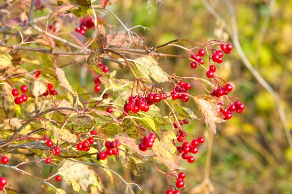 Autumn Fall Leaf Fall Fall Leaf Third Season Year Crops — Stock Photo, Image