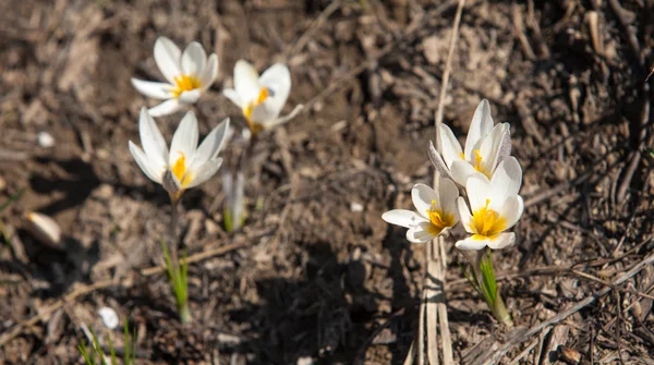 Snowdrop Widely Cultivated Bulbous European Plant Bears Drooping White Flowers — Stock Photo, Image