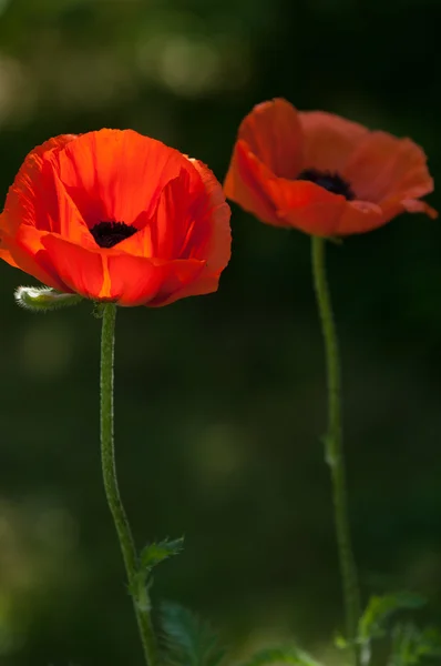 Poppy Herbaceous Plant Showy Flowers Milky Sap Rounded Seed Capsules — Stock Photo, Image