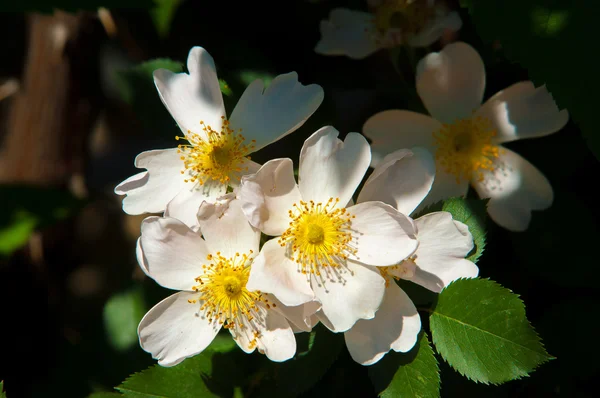 Pies Róża Briar Brier Rak Róża Eglantine Kwiaty Róży Róża — Zdjęcie stockowe