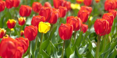 Laleler. Zambak familyasının soğan çiçekli bir bitkisi. Cesurca renklendirilmiş fincan şeklinde çiçekleri var..