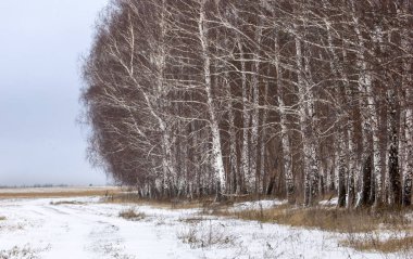Sonbahar manzara. İlk kar. Beyaz şeklinde Yağış