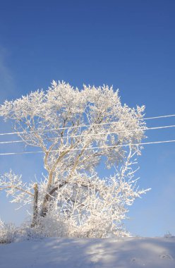 Kış manzarası. Frost Frost'un ağaçlar üzerinde. Aşırı soğuk. hoarfr