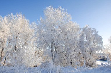 Kış. Hoarfrost ağaçlarda. Mavi gökyüzü. Yılın en soğuk zaman donmuş su buharı, kurulmuş bir grimsi-beyaz kristal depozito temizleyin hala hava bitki örtüsü, çitler,