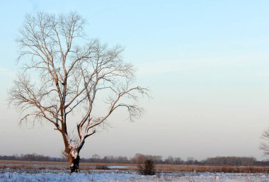 Sonbahar manzara. İlk kar. Beyaz pul şeklinde yağış temsil eden buz kristalleri,