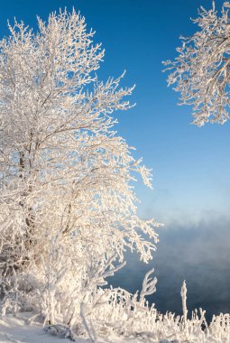 Kış nehir kıyısında. Hoarfrost ağaçlarda. mavi gökyüzü. mavi su. donmuş su buharı, kurulmuş bir grimsi-beyaz kristal depozito temizleyin hala hava bitki örtüsü, çitler,